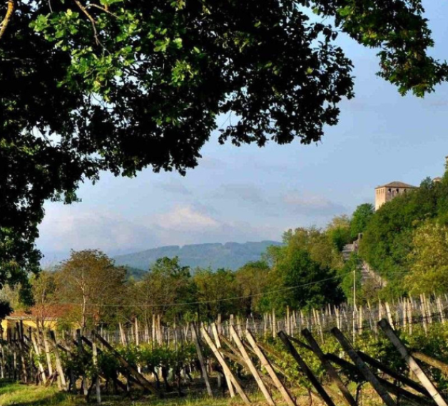 IL MITO DELLA MALVASIA / MALVASIA MYTH