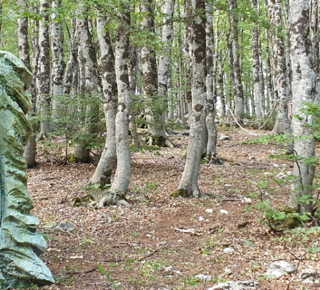 Il bosco delle meraviglie 