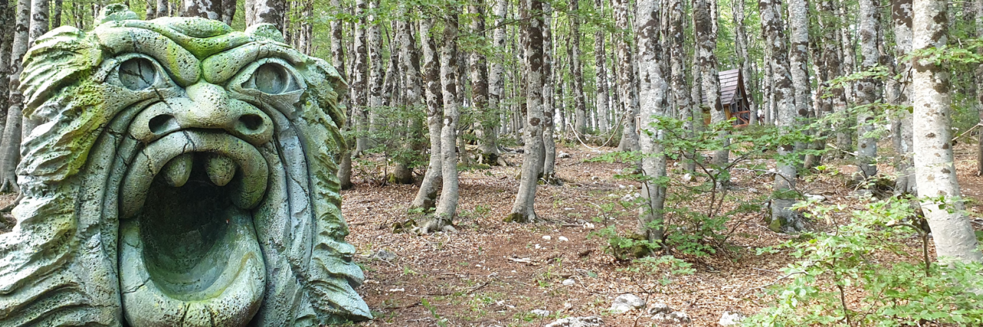 Il bosco delle meraviglie 